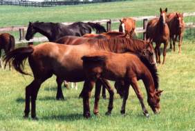 Mares & Foals at Copgrove June 95. Click for a larger image