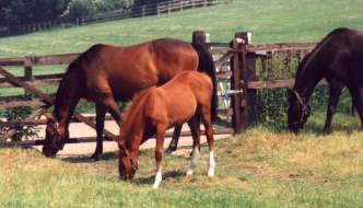 Mare & Foal at Copgrove, Jun 95. Click for a larger image