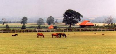 Yearlings at Copgrove. Rearing sheds in background. Click for a larger image