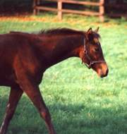 Weanling at Copgrove, October 92. Click for a larger image