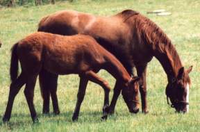 Mare & Foal at Copgrove, June 95. Click for a larger image