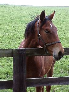 Yearling at Copgrove Stud, May 98, click for a larger image