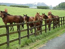 Yearlings at Copgrove, May 98. Click for larger image