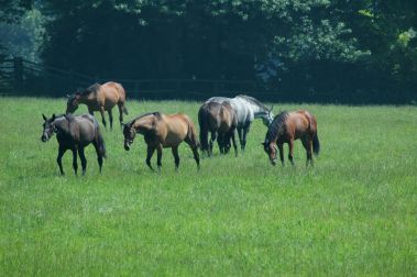 Youngstock at Easthorpe, July 2005, click for a larger image