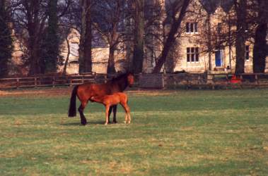 Mare & Foal at Stockwell, March 93. Click for a larger image