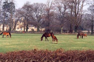 Mares & Foals at Stockwell, March 93. Click for a larger image