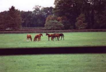 Yearlings at Thornton, Sept 94. Click for larger image