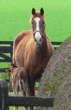 Mare and Foal, Bishop Wilton March 2005. Click for larger image