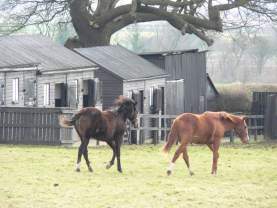 Yearlings, Bishop Wilton March 2005. Click for larger image